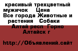 красивый трехцветный мужичок  › Цена ­ 10 000 - Все города Животные и растения » Собаки   . Алтай респ.,Горно-Алтайск г.